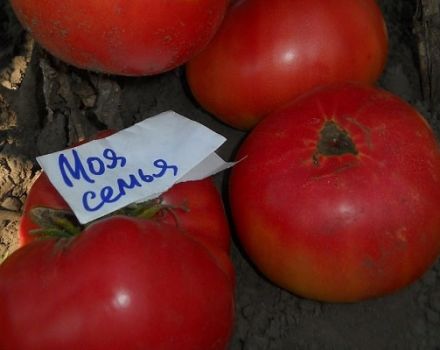 Beschrijving van het tomatenras Mijn familie, teeltkenmerken en opbrengst