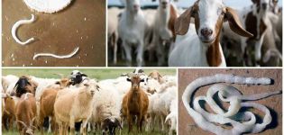 Signes i símptomes de cucs en cabres, com tractar i mesures preventives