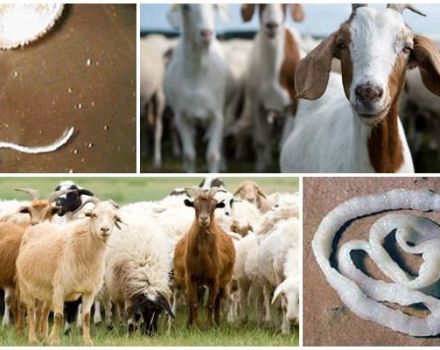Signs and symptoms of worms in goats, how to treat and preventative measures
