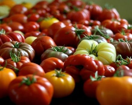 Karakteristike i opis sorte rajčice Japanski rak
