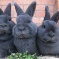 Descripción y características de los conejos de la raza azul vienesa, reglas de cuidado.
