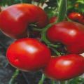 Characteristics and description of the tomato variety Marissa