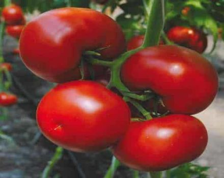 Marissa domates çeşidinin özellikleri ve tanımı