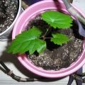 האם ניתן לגדל ענבים מזרע בבית ואיך לטפל בזה