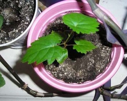هل يمكن زراعة العنب من البذرة في المنزل وكيفية العناية بها
