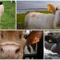 Motivi per cui una mucca può tossire e cure domiciliari
