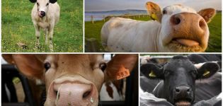 Motivi per cui una mucca può tossire e cure domiciliari
