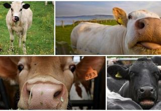 Razlozi zašto krava može kašljati i kućno liječenje
