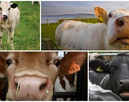 Raons per les quals una vaca pot tossir i tractar-se a casa