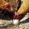 Az okok és a teendők, ha a csirkék tojást húznak, a probléma megoldásának módjai