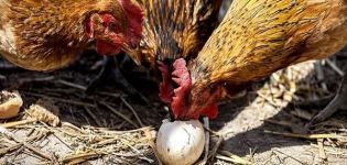 Dôvody a čo robiť, ak kurčatá klovia vajíčka, metódy riešenia problému