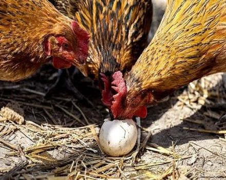 Redenen en wat te doen als kippen eieren pikken, methoden om het probleem op te lossen