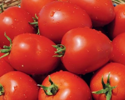 Namibas tomātu šķirnes apraksts, audzēšanas un kopšanas iezīmes