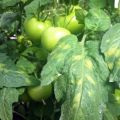 Metoder til bekæmpelse af tomat cladosporium sygdom (brun plet) og resistente sorter