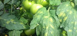Menetelmät tomaattien cladosporium-taudin (ruskeat täplät) ja vastustuskykyisten lajikkeiden torjumiseksi
