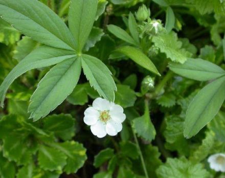 Planting and caring for white cinquefoil in the open field, cultivation and reproduction