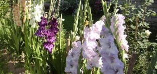 Regler for pleje af gladioli efter blomstring og tidspunkt for begivenheder, opbevaring af pærer