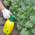 How to use 10 best fungicides for cucumbers
