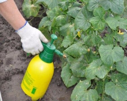Návod na použitie 10 najlepších fungicídov pre uhorky