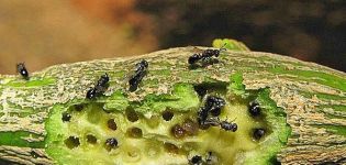 Jak pozbyć się owadów łuskowych na cytrynie, środki i metody walki