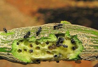 Kako se riješiti insekata od kamenca na limunu, sredstava i metoda borbe