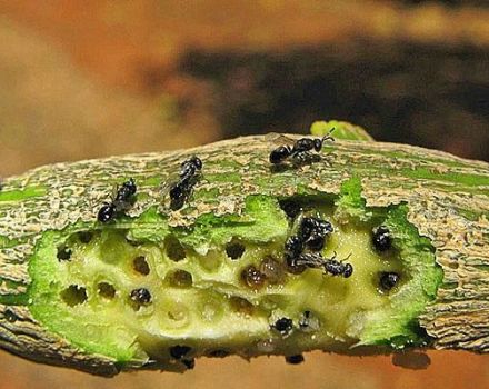Како се ријешити инсеката од каменца на лимуну, средстава и начина борбе