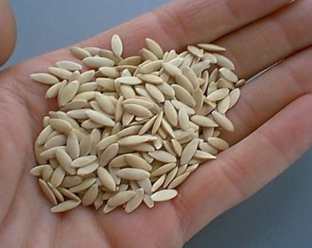 Cách kiểm tra hạt giống dưa chuột nảy mầm trong nước tại nhà