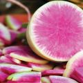 Descripció de la varietat daikon purpurina Misato Pink, característiques de cultiu i cura