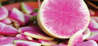 Beschreibung der Daikon-Sorte Misato Pink Glitter, Merkmale der Kultivierung und Pflege