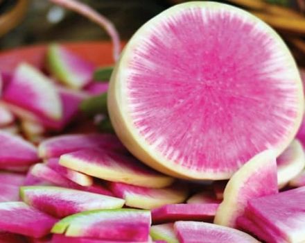 Descrizione della varietà daikon Misato Pink glitter, caratteristiche di coltivazione e cura