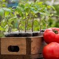 Sau những gì cây trồng có thể và sẽ tốt hơn để trồng cà chua