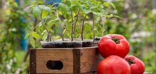 Po tom, co plodiny mohou a budou lepší pěstovat rajčata