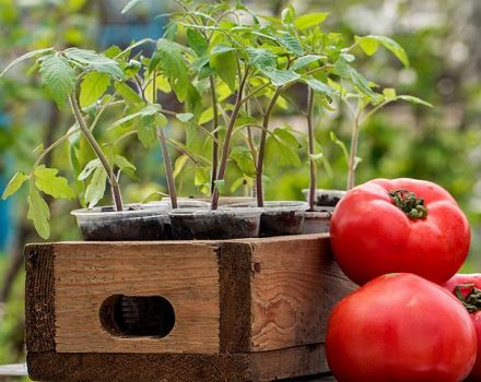 Po tom, čo plodiny môžu a budú lepšie pestovať paradajky