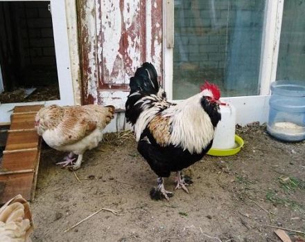 Eigenschaften und Beschreibung der Faverolle-Hühner, Aufbewahrungsregeln