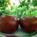 Gnome tomātu sērijas tomātu šķirņu raksturojums un apraksts, raža