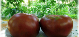 Karakteristike i opis sorti rajčice iz serije Gnome rajčica, njen prinos