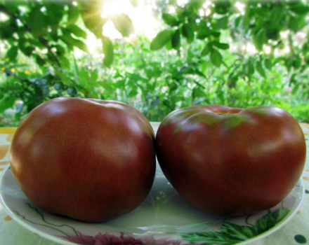 Gnome domates serisinin domates çeşitlerinin özellikleri ve tanımları, verimi