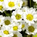 Description of 27 varieties and varieties of chamomile chrysanthemums, planting and care