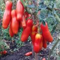 Descripción de la variedad de tomate Zabava y sus características