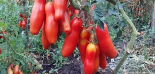 Περιγραφή της ποικιλίας ντομάτας Zabava και των χαρακτηριστικών της