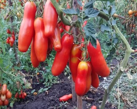 Descripción de la variedad de tomate Zabava y sus características