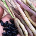 The health benefits and harms of beans for diabetes, which is more useful
