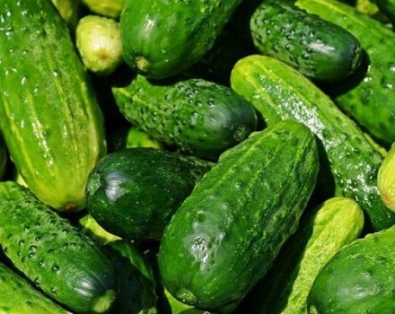 Description of the Borisych cucumber variety, its characteristics and yield