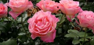Opis najlepszych odmian róży wielkokwiatowej, technologia uprawy
