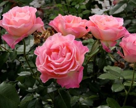 Beschreibung der besten Sorten von Rose Grandiflora, Anbautechnologie
