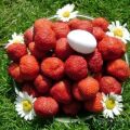 Planting, growing and caring for strawberries in the open field in Siberia and the best varieties