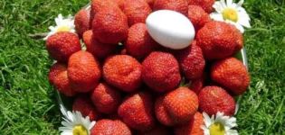Erdbeeren pflanzen, anbauen und pflegen auf freiem Feld in Sibirien und die besten Sorten