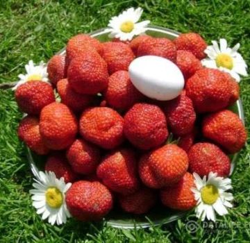 Planting, growing and caring for strawberries in the open field in Siberia and the best varieties