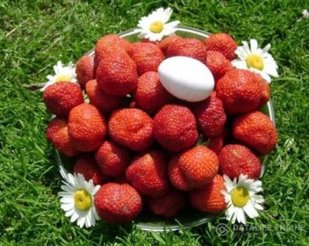 Výsadba, pestovanie a starostlivosť o jahody na otvorenom poli na Sibíri a najlepšie odrody
