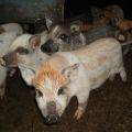 Beschreibung und Merkmale der Karmaly-Schweinerasse, Aufzucht und Zucht
